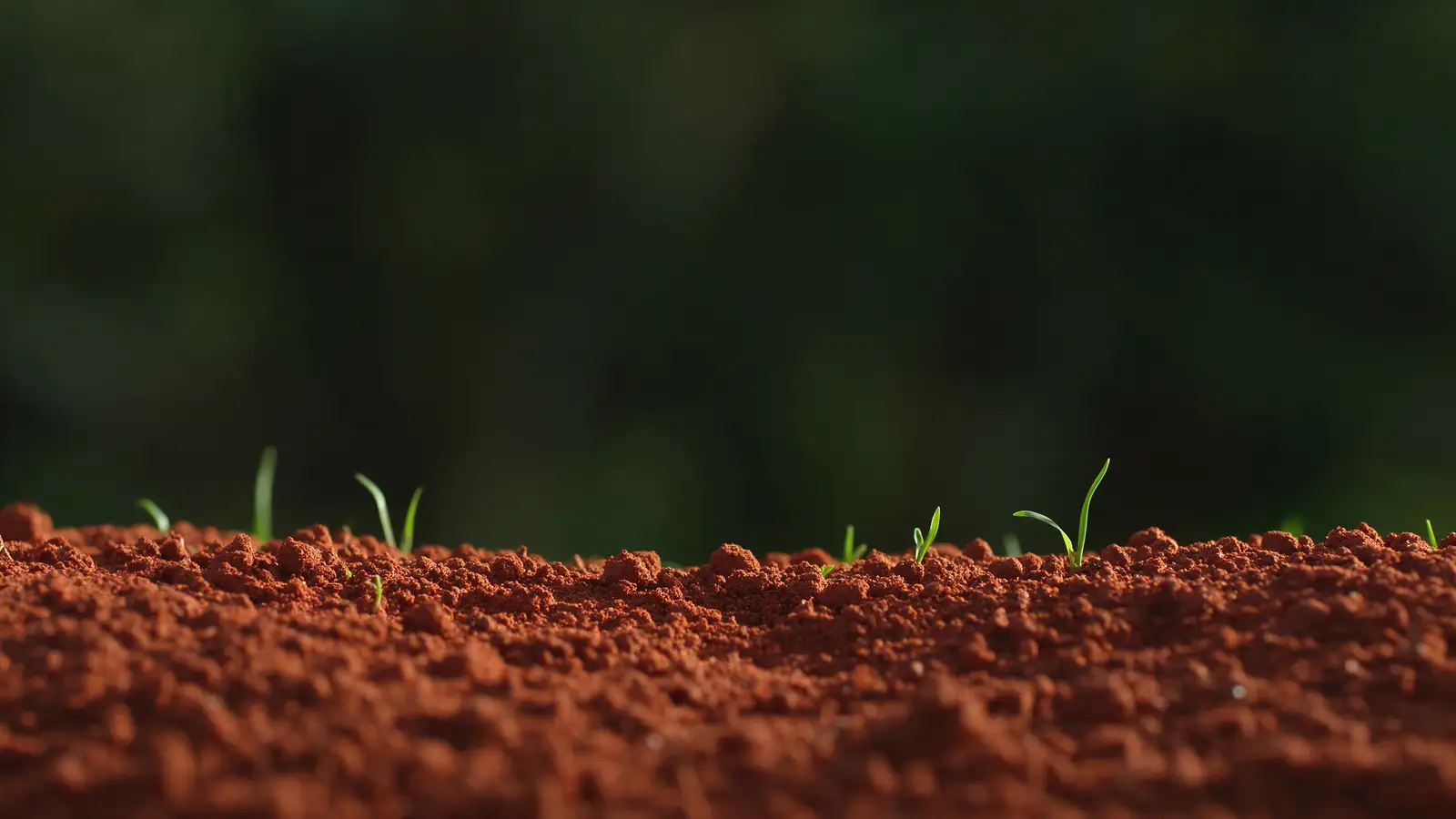 Terra vermelha de Sinop com os primeiros brotos de grama nascendo